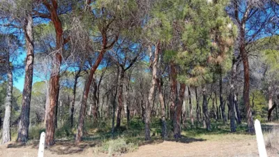 Rustic farm in Poligono Ind. los Vasalos photo 27