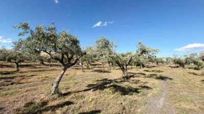 Rustic Finca in Andalucia photo 30