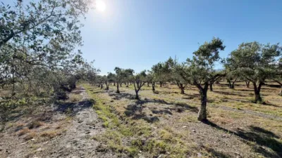 Rustic Finca in Andalucia photo 36