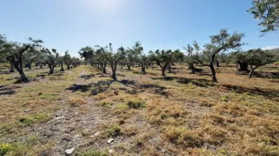 Rustic Finca in Andalucia photo 37