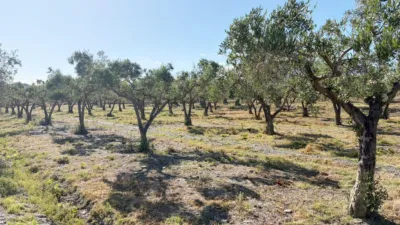 Rustic Finca in Andalucia photo 29