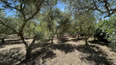 Rustic finca on Calle 0 photo 89