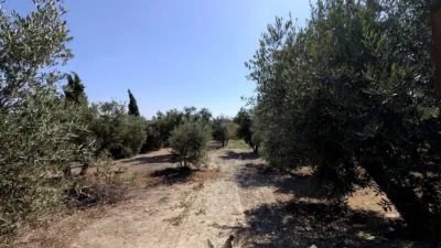 Rustic Finca on Camino de Valenzuela photo 18