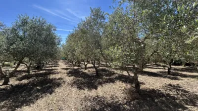 Rustic finca on Calle 0 photo 85
