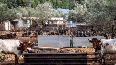 Rustic Finca on Calle Soneja photo 38