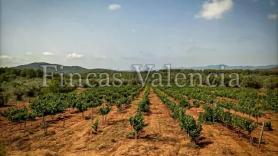 Rustic Finca on Calle Soneja photo 50