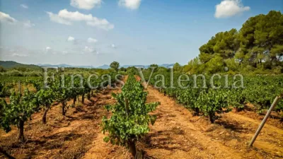 Rustic Finca on Calle Soneja photo 53
