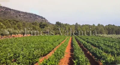 Rustic Finca on Calle Soneja photo 3