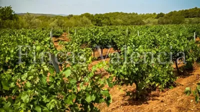 Rustic Finca on Calle Soneja photo 41