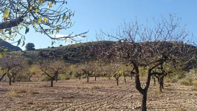 Rustic farm in Mazarrón photo 19