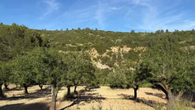 Rustic Finca in Buñol photo 37