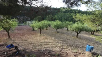 Rustic Finca in Buñol photo 45