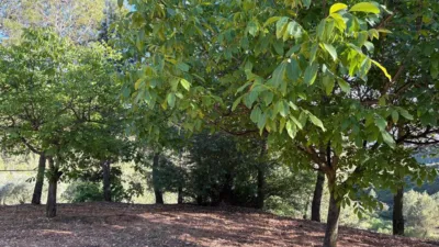 Rustic Finca in Buñol photo 40