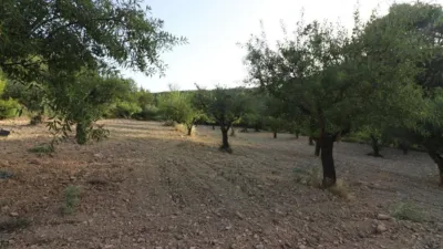Rustic Finca in Buñol photo 46