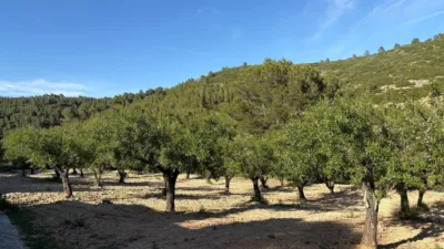 Rustic Finca in Buñol photo 39