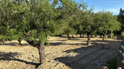 Rustic Finca in Buñol photo 36