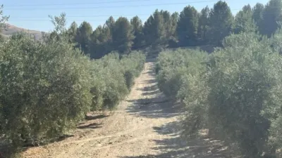 Rustic Farm in La Malahá photo 6