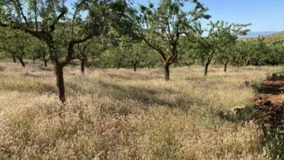 Rustic finca in Padul photo 26