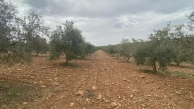 Rustic Finca in Padul photo 2