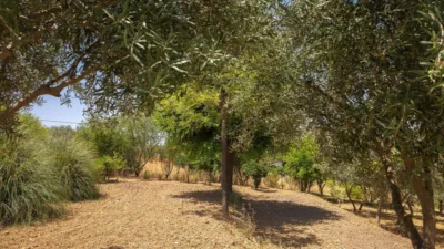 Rustic finca in Alhaurín El Grande photo 38