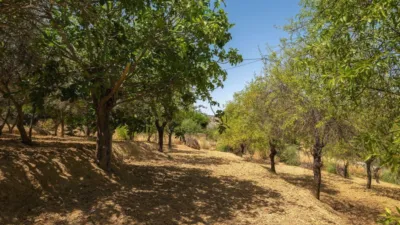Rustic finca in Alhaurín El Grande photo 34