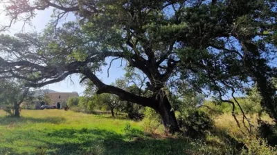 Rustic Finca in Son Servera photo 24