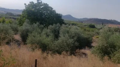 Rustic Finca in Otras photo 4