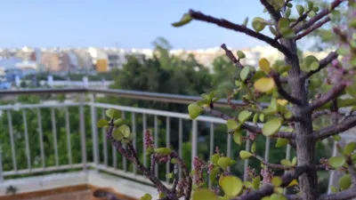 Piso – Torrevieja - Más