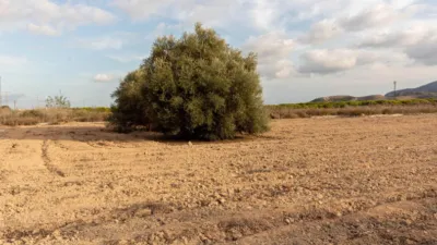 Terreno en venta en Campo - Vista 4