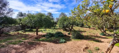 Rustic finca in Sineu photo 25