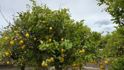Terreno en venta en Calle San Miguel de Salinas - Vista 2