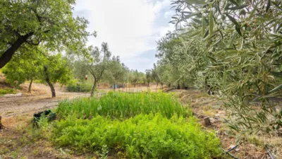Rustic finca on Abrucena Street photo 34