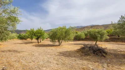 Rustic finca on Abrucena Street photo 35