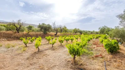 Rustic finca on Abrucena Street photo 23