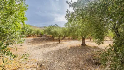 Rustic finca on Abrucena Street photo 28
