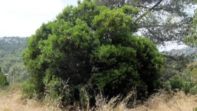 Historic Masia to be Restored in Can Coll 4 photo 15