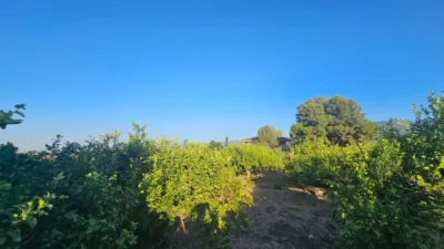 Rustic Finca in Librilla photo 16