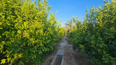 Rustic Finca in Librilla photo 24