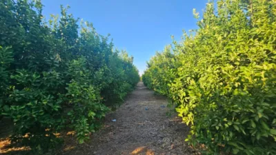 Rustic Finca in Librilla photo 23