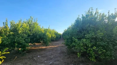 Rustic Finca in Librilla photo 22
