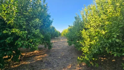 Rustic Finca in Librilla photo 5