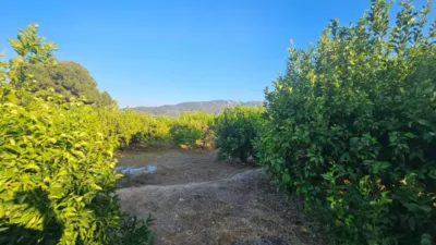 Rustic Finca in Librilla photo 21