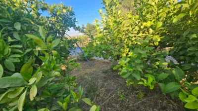 Rustic Finca in Librilla photo 9