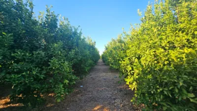Rustic Finca in Librilla photo 25