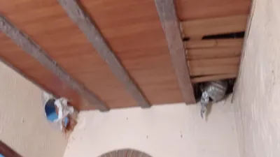 House in Oliva Nova photo 23