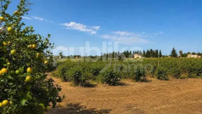 Rustic finca on Ctra Muro - Can Picafort - Muro road photo 8