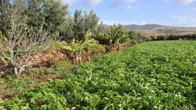 Rustic finca on Calle Majadilla photo 37