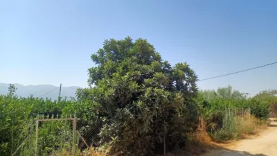 Rustic Finca in Librilla photo 34