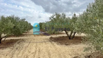 Rustic Finca in Leiva photo 48