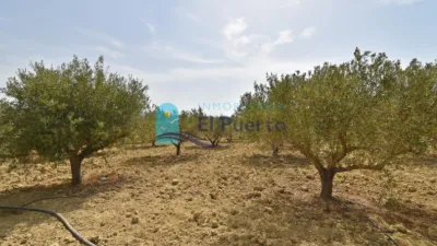 Rustic Finca in Leiva photo 45